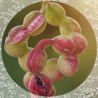 Pithecellobium Dulce