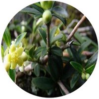 Pittosporum Heterophyllum