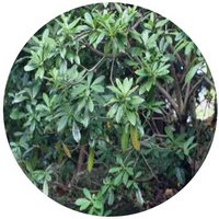 Pittosporum Moluccanum