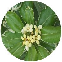 Pittosporum Tobira