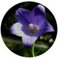 Platycodon Grandiflorus