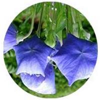 Platycodon Grandiflorus