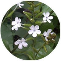 Plumbago Auriculata