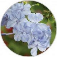Plumbago Auriculata