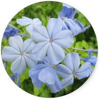 Plumbago Zeylanica