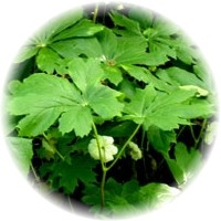 Podophyllum Peltatum
