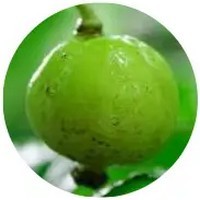 Podophyllum Peltatum