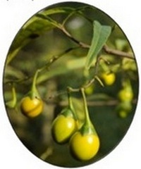 Solanum Laciniatum