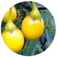 Solanum Laciniatum