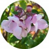 Prostanthera Melissifolia - Balm Mint Bush