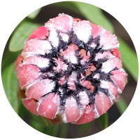 Protea