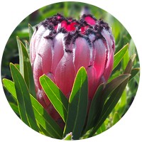 Protea