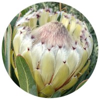 Protea