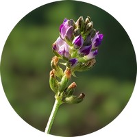 Psoralea Corylifolia