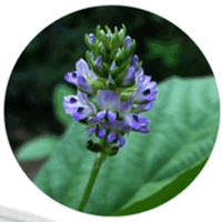 Psoralea Corylifolia