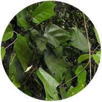 Pterospermum Acerifolium