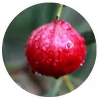 Desert Quandong: Santalum Acuminatum