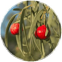 Quandong: Santalum Acuminatum