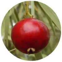 Desert Quandong: Santalum Acuminatum