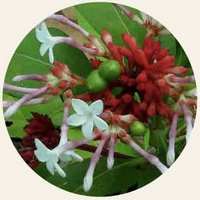 Rauwolfia Serpentina