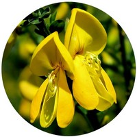 Spartium Junceum - Retama de Olor