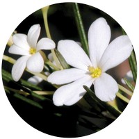 Ricinocarpus Pinifolius - Wedding Bush