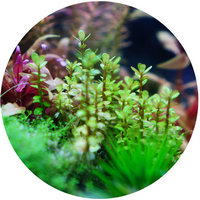 Rotala Rotundifolia