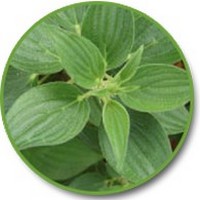 Rubia - Garance des Teinturiers