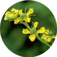 Ruda o Ruta Graveolens