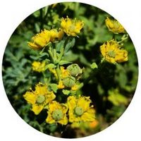 Ruda o Ruta Graveolens