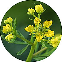 Ruda o Ruta Graveolens