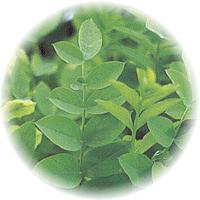 Goat's Rue - Galega Officinalis