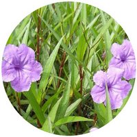 Ruellia Brittoniana