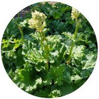Rheum Rhabarbarum