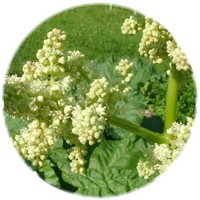 Rheum Officinale