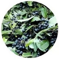 Sphaerocoryne Affinis - Rumdul