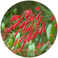 Russelia Equisetiformis