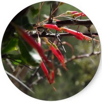 Russelia Equisetiformis