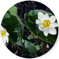 Sanguinaria Canadensis