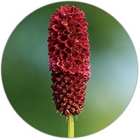 Sanguisorba