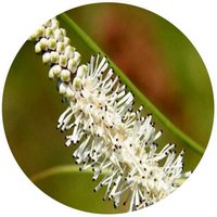Sanguisorba Parviflora