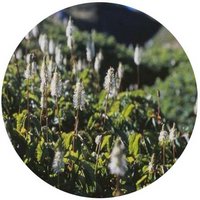 Sanguisorba Stipulata