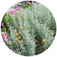 Santolina Chamaecyparissus