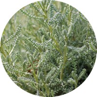 Santolina Chamaecyparissus