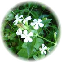 Saponaria