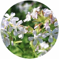 Saponaria