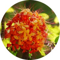 Ashoka Tree - Saraca Indica