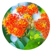 Ashoka Tree - Saraca Indica