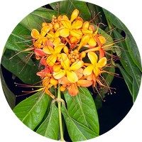Ashoka Tree - Saraca Indica