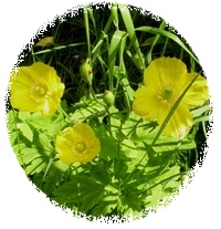 Sardonia - Ranunculus Sceleratus